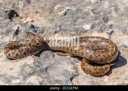 Shot of a curled up adult Leopard Snake or European Ratsnake, Zamenis situla, in Malta Stock Photo