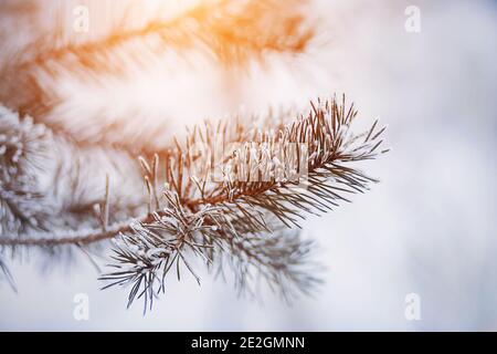 Warm sunlight illuminates the long needle pine branches, which are covered with snow and frost on a frosty winter morning. Winter forest. Stock Photo