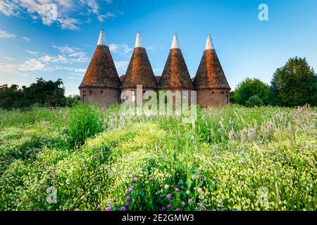 Wildflowers grow in front of a four-round kiln Oast house in the East Kent village of Ickham. Stock Photo