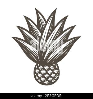 Agave with leaves symbol. Tequila ingredient vector illustration Stock Vector