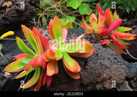Closeup macro photo of small tiny colorful succulent plants on black volcanic soil on the island of La Palma of Canary islands Spain Stock Photo