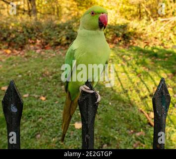 Rose-ringed or ring-necked parakeets (Psittacula krameri) of the family Psittacidae and the genus Psittacula,in Kensington Gardens, London Stock Photo