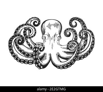 Octopus engraving. Vintage black engraving illustration. Retro style card. Isolated on white background. Vector illustration Stock Vector