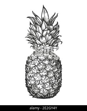 Whole pineapple. Tropical fruit, food sketch vector illustration Stock Vector