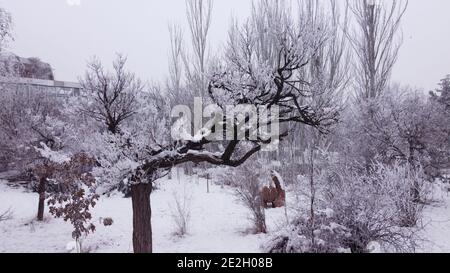 Bald snow covered Sakura tree in old abandoned Botanical Park surrounded by different trees in winter Stock Photo