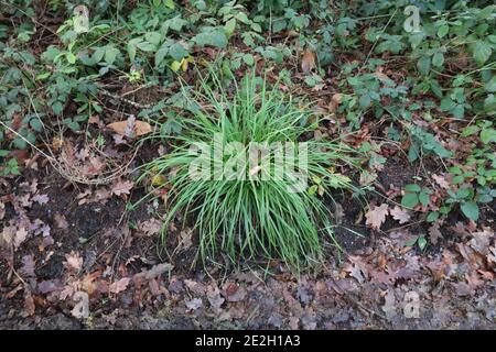 Clump of grass surrounded by brown autumn foliage on ground Stock Photo