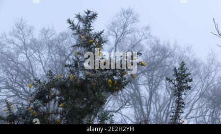 Flowers on frost covered gorse. Stock Photo