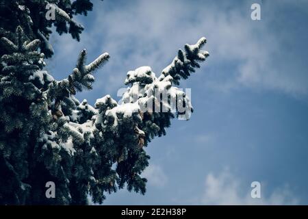 Holiday Evergreen Christmas Tree Pine Branches Covered With Snow. Copy Space Stock Photo