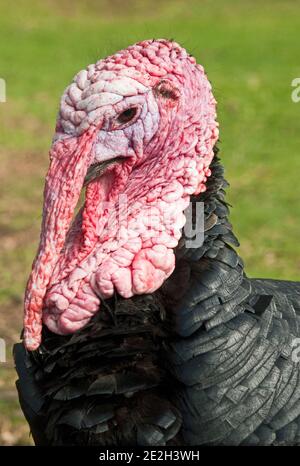 Norfolk Black Wild Turkey Male Close Up Stock Photo