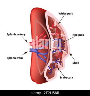 Anatomical structure of the spleen. Vector illustration on isolated background Stock Vector