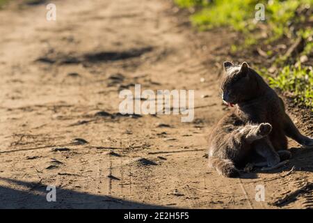 Adorable blue cat in relax outdoor at the sun Stock Photo