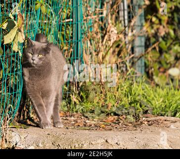 Pretty blue cat in relax outdoor at the sun Stock Photo