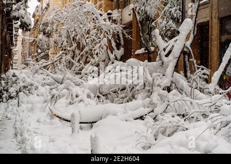The collapsed trees in the central streets of Madrid, under the weight of the snow during the storm Filomena Stock Photo