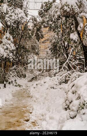 The collapsed trees in the central streets of Madrid, under the weight of the snow during the storm Filomena Stock Photo