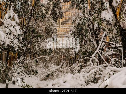 The collapsed trees in the central streets of Madrid, under the weight of the snow during the storm Filomena Stock Photo