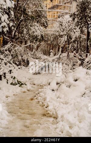 The collapsed trees in the central streets of Madrid, under the weight of the snow during the storm Filomena Stock Photo