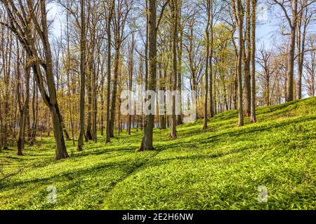 Awesome lush forest in the spring Stock Photo