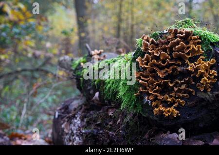 Close-up of mossy log with mushrooms growing out of it Stock Photo