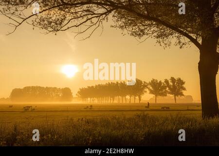 Shepherd / farmer checking his sheep in meadow in early morning mist silhouetted against sunrise in spring, Gelderland, the Netherlands Stock Photo