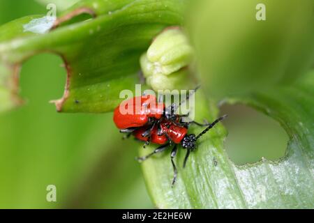 Scarlet lily beetle Stock Photo