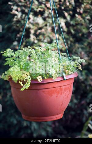 Hanging basket growing parsle, Darki Stock Photo