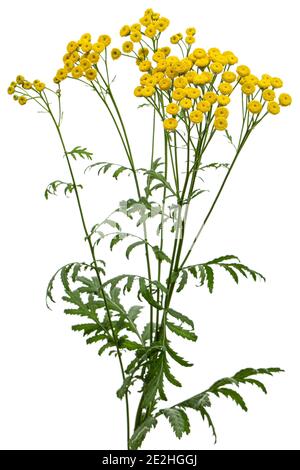 Flowers the medicinal plant of tansy, lat. Tanacetum vulgare, isolated on white background Stock Photo