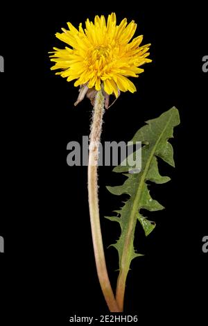 Yellow flower of dandelion, isolated on black background Stock Photo