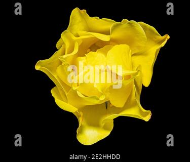 Yellow flower of rose, isolated on black background Stock Photo