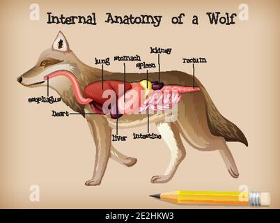 Internal Anatomy of a Wolf illustration Stock Vector