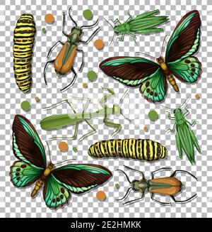 Set of different insects on transparent background illustration Stock Vector