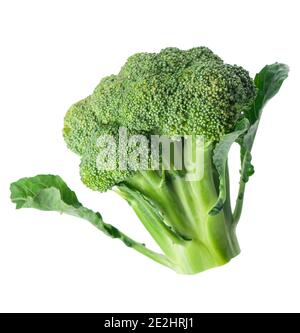 fresh green broccoli isolated on white background. Stock Photo