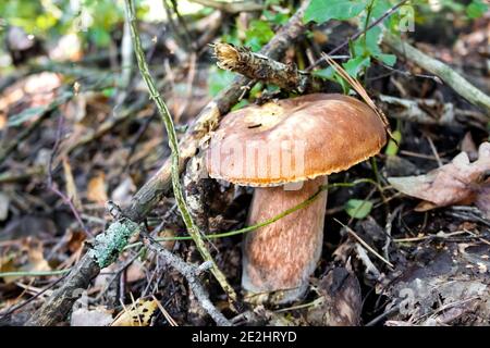 False cep (Tylopilus felleus), commonly known as the bitter bolete or the bitter tylopilus growing in its natural environment Stock Photo