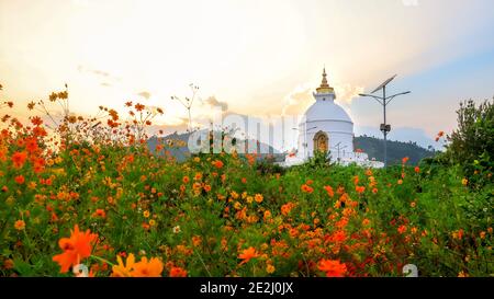 Stunning Golden hour at World Peace Pagoda in Pokhara, Nepal. Beautiful Orange flowers bloom in the foregground, Stunning white World Peace Pagoda in Stock Photo