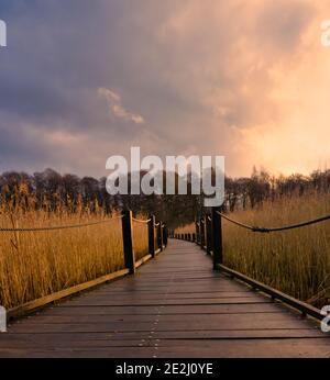 A boardwalk in a marshland full of reeds in golden color with an amazing sky in the background. Picture from Lund, southern Sweden Stock Photo