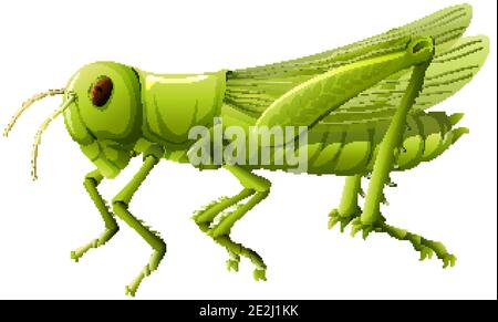 Close up of grasshopper in cartoon style on white background illustration Stock Vector