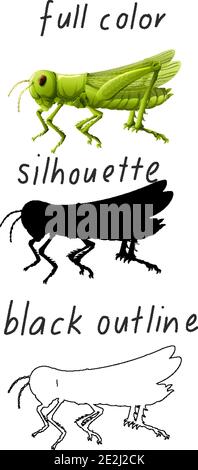 Set of grasshoper in color, silhouette and black outline on white background illustration Stock Vector