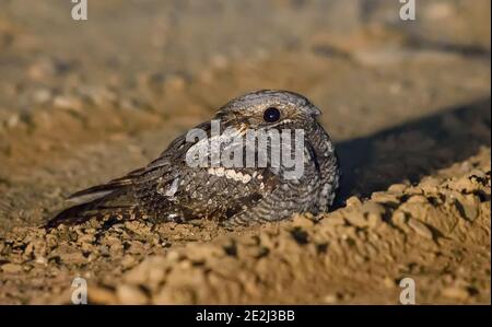 Risky European nightjar (Caprimulgus europaeus) sits and rests on sandy road at spring night Stock Photo