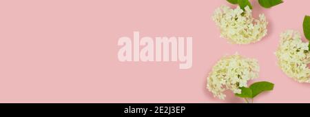 Banner with frame made of white hydrangea flowers on a pink background with copyspace. Springtime tenderness concept. Stock Photo