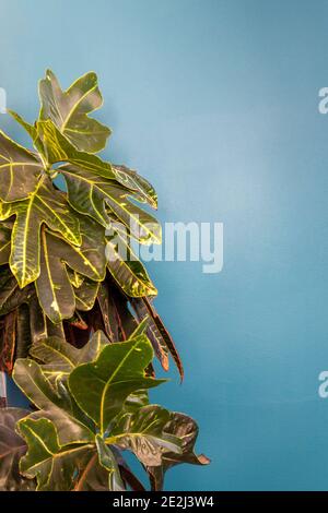 House plant in front of teal wall Stock Photo