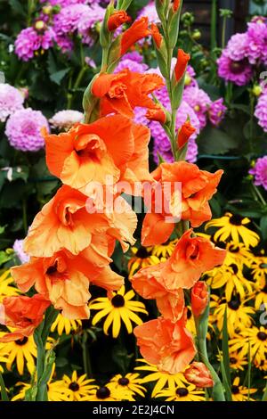 Late summer flowers Dahlia Rudbeckia Gladiolus flower orange purple garden Stock Photo