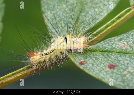 Young Pale Tussock moth caterpillar (Calliteara pudibunda) on rowan tree branch. Tipperary, Ireland Stock Photo