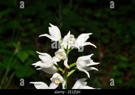 Sword-leaved Helleborine 'Cephalanthera longifolia', woodland glades,May to June,vulnerable,Hampshire,UK Stock Photo