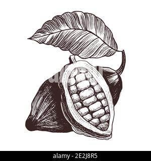 Cocoa beans. Vector illustration in engraving vintage style. Hand drawn Chocolate cacao beans Stock Vector