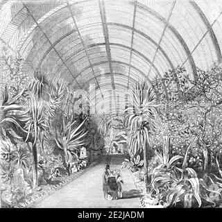 The great Chatsworth Conservatory - the interior, from the Central Walk, 1844. Tropical plants inside the enormous glasshouse at Chatsworth House in Derbyshire. '...the specimens from the lofty and magnificent palms and plantains, the bread-fruit and date, the light and elegant acacias, the aloes, the oranges, citrons, and lemons, the cactuses and ferns, the papyrus, the callows, rice, and every other plant,whatever its original nature or climate - are all in the most luxuriant state of vegetation; and, grouped and arranged as they are, with every attention to picturesque effect - with the lof Stock Photo