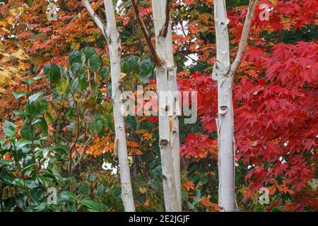 Betula utilis var. Jacquemontii bark at Four Seasons Garden in late October Stock Photo