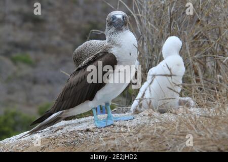 The Blue Footed Booby bird in its nest, Galapagos Stock Photo