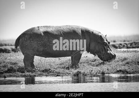 Scarred wild hippopotamus on the bank of the Zambezi River in black and white, Africa. Stock Photo