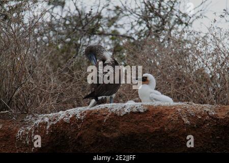 The Blue Footed Booby bird in its nest, Galapagos Stock Photo