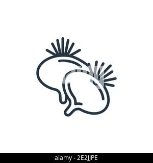 Beetroot outline vector icon. Thin line black beetroot icon, flat vector simple element illustration from editable fruits concept isolated stroke on w Stock Vector