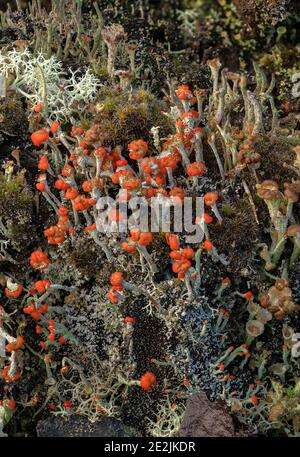 A fruticose lichen, Cladonia diversa growing on heathland, Dorset Stock Photo